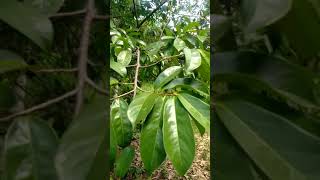 Merantau Ke Kalimantan