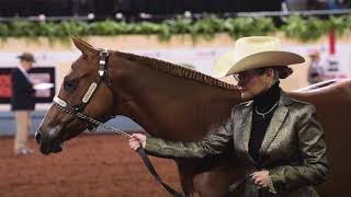 2018 AQHA Amateur Weanling Fillies