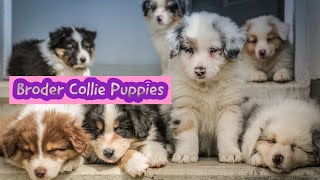 Border Collie puppies - boder collie puppys - border collie puppy screenshot 3