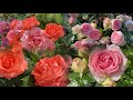 PERFECT ROSES PERFECT BLOOMING Pierre De Ronsard Didi Bridgewater Urals Zones 2 3