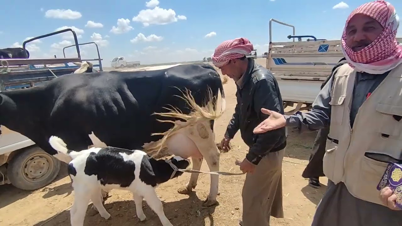 #بيزار_سوق_العدنانية_اليوم_بقر_حليب35كغ_للتواصل_00963934125198