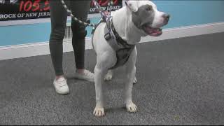 Wmtrs Rock N Ruff With Scottie