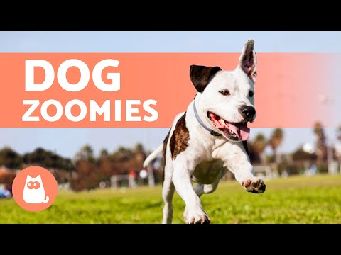 My DOG FREAKS OUT for No Reason 🐶💥 | Zoomies or FRAP in DOGS