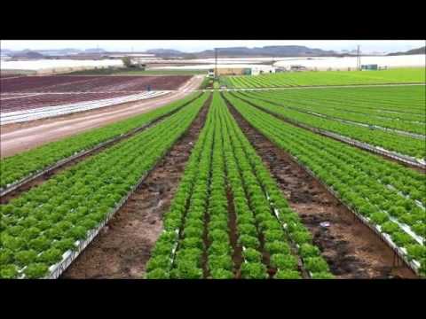 kimitec   ngs openfield lettuce in ngs