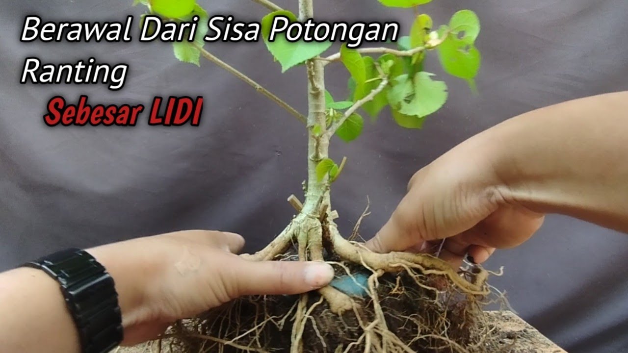 Program Bonsai Dari Sisa Potongan Ranting@ridwanbintangbonsai - YouTube