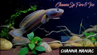 Channa Sp Fire and Ice  4K