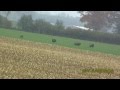 Wildschweine auf der Flucht  Maisfieber Part 3/3