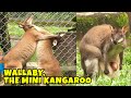 Wallaby, Kangguru Mini Yang Menggemaskan | Trans7 Global (28/06/22)