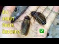 (Almost) EVERYTHING you need to know about Dubia Roaches & their CARE !!!