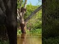 "Tiger Leaps from Tree Onto Crocodile in Water 🐅🌳🐊 | Wild Hunt Caught on Camera!"