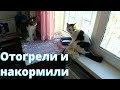 Пришёл кот-замёрз / Сокровища Баксика 🐱 Модная причёска / Рулька VLOG