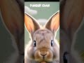 the cutest rabbit in the world #shorts #vidioviral #rabbit
