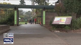 Coyote frequents Golden Gate Park's Botanical Garden, approaches toddlers