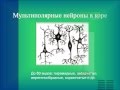 Нервная ткань. 3. Виды нейронов