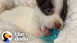 Puppies Won't Let Go Of Their Pacifiers | The Dodo