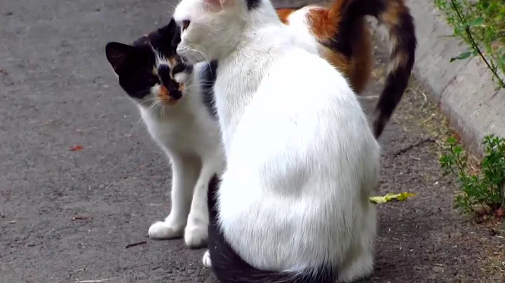 White cat with kitten and a day in the life of fee...