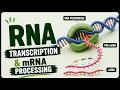 Transcription &amp; mRNA Processing I Cell &amp; Molecular Biology