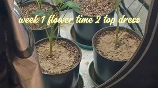 AC Infinity 2x2 grow week #1 topdressing update