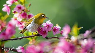 Bird Chirping - พลังการรักษาของ Birdsong บรรเทาระบบประสาทและทำให้วิญญาณพอใจ #3