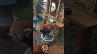 Red Panda | Tamana safari Bogor