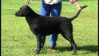 Curly Coated Retriever  AKC Dog Breed Series