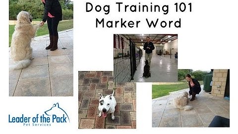 Dog Training 101 - Marker Word - Conditioned Reinforcer