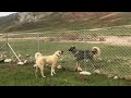 KÖPEKLERİMİZİN ÇİFTLİĞİNDE SON DURUM ~ AĞAÇ FİDELERİ DİKİLDİ