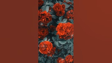 القارئ زين العابدين الحديدي❤