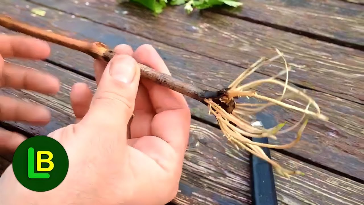 Каждая ветка пускает корни, но медленно. Вот как это ускорить