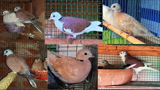 RED TURTLE DOVE ( DWARF DOVE ) MY EXPERIENCE  AND MY STORY ABOUT DOVE HOBBY ( URDU LANGUAGE )