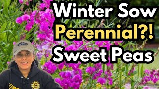 How To Winter Sow Sweet Pea Seeds