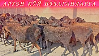 МАВСУМНИНГ СЎНГИ АРЗОН ҚЎЙЛАРИ