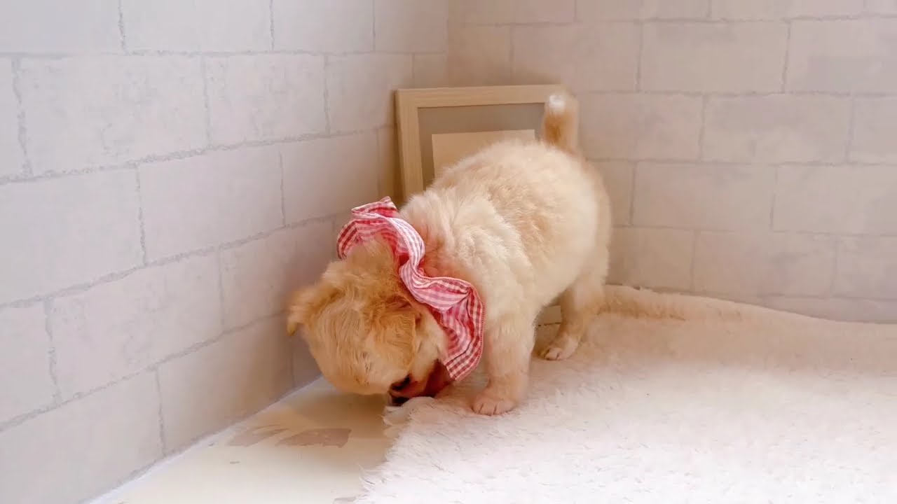 ⭐︎チワワ⭐︎ 210788チワワ♀ - YouTube
