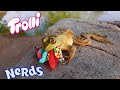 Catching Frogs on CANDY!? (Will they eat it?)