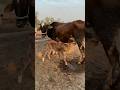 Little baby cow drinking milk from her mother #cow #bullfarm #animals # #farmhouse #babycow #milkpow