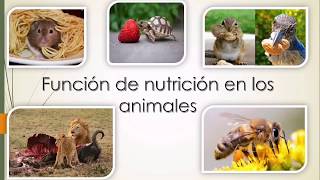 Función de nutrición en los animales.