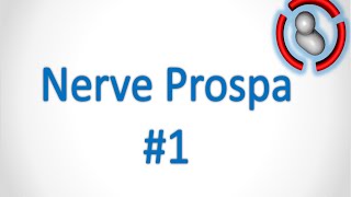 Nerve Prospa #1 by Shark (Multi-Cod)