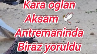 Kara 🕊 Oglanin, Aksam Ucusundan Biraz Goruntuler Seferli Guvercin Nasil Olur Izleyin.(07.08.24)
