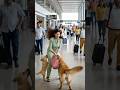 Airport Chaos Then The Dogs Exposed The Bomb Goldenretriever Rescue Animals 