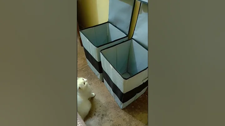 Video 11170831: persiancat cats funny cutecat, persiancat meow cat, persiancat funny cat cute