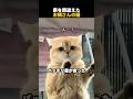 家を間違えたお隣さんの猫
