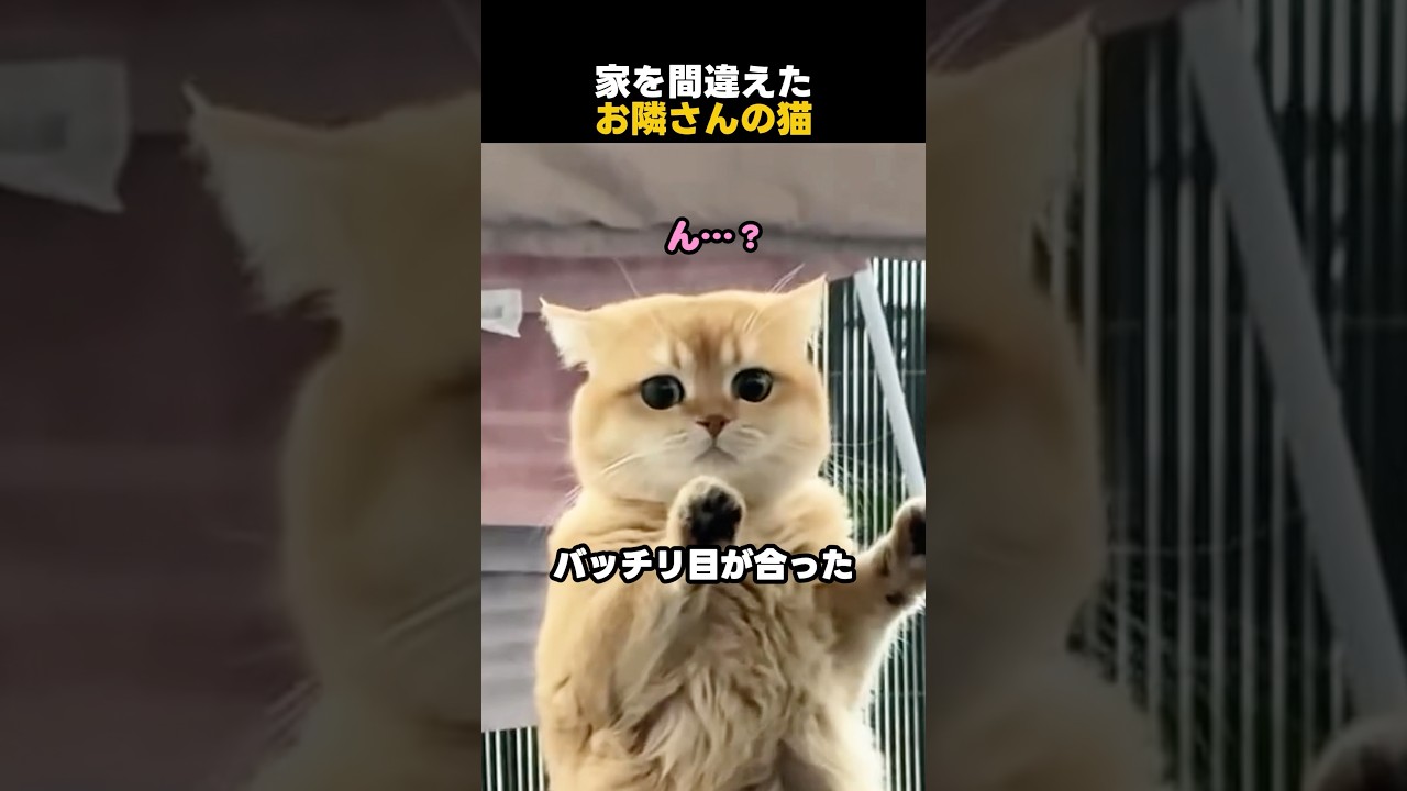家を間違えたお隣さんの猫