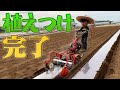 植え付け完了!里芋よ、よく育てよ【きリイモファーム】