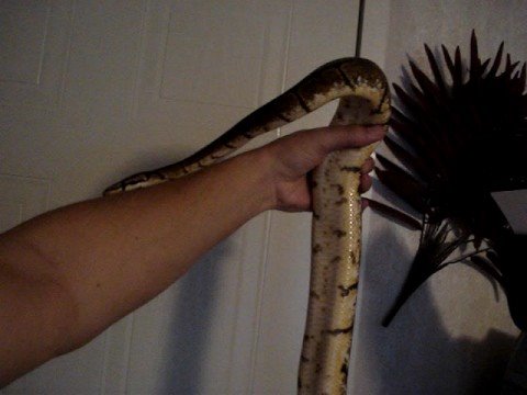 Spider Ball Python