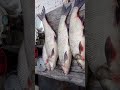 Fishing over night , good catch #camping #fishing # outdoor # #diy #survival #icefishing