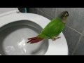 Yo Yo - Green Cheek Conure Poo Poo in Toilet