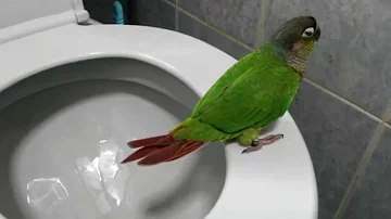 Yo Yo - Green Cheek Conure Poo Poo in Toilet