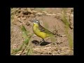 Yellow Wagtail Song