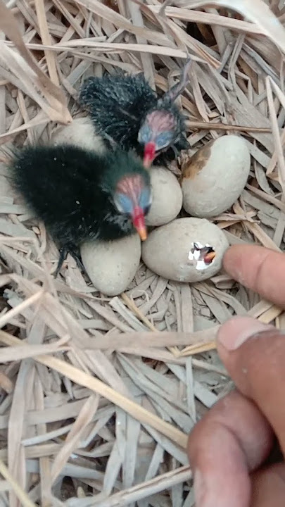 Sarang burung mandar batu seperti ini