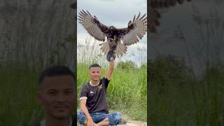 Eagle free fly training #amazing #eagle #birds #bigeagle #nature #eaglefly #eagletraining